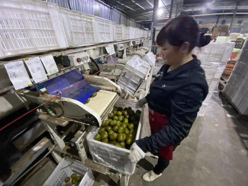 當(dāng)客服指尖舞動千次咨詢，蒲江獼猴桃乘天貓雙11東風(fēng)破浪